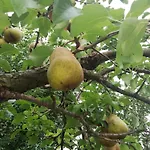 Arnyas Vendeghaz Апартаменты Хайдусобосло
