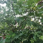 Arnyas Vendeghaz Апартаменты *