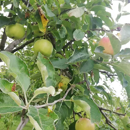 Apartment Arnyas Vendeghaz Hajdúszoboszló