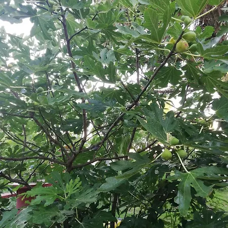 Arnyas Vendeghaz Apartment *