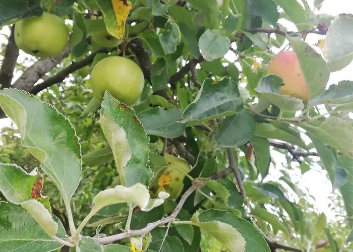 Apartment Arnyas Vendeghaz Hajdúszoboszló