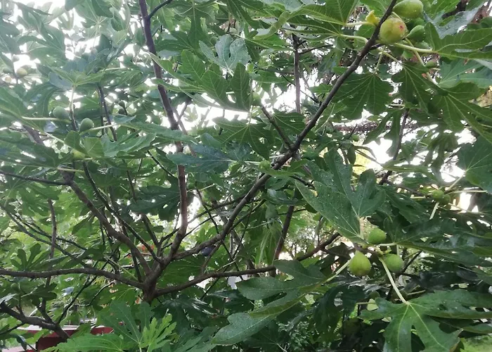 Arnyas Vendeghaz Apartment *