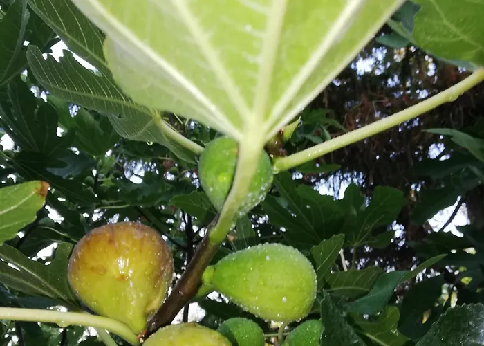 Arnyas Vendeghaz Hajdúszoboszló